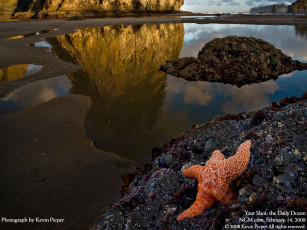 Картинка животные морские звёзды