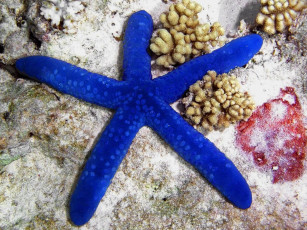 Картинка животные морские звёзды