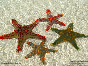 Картинка животные морские звёзды