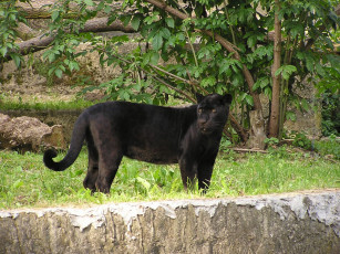 Картинка животные пантеры