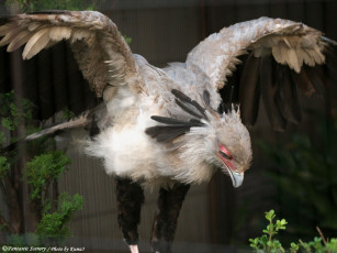 Картинка животные птицы хищники