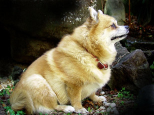 Картинка животные собаки