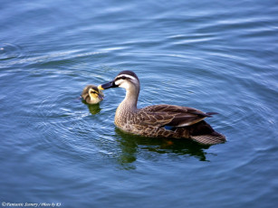 Картинка животные утки