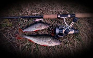 Картинка perch2 животные рыбы