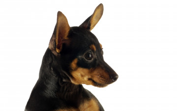 Картинка животные собаки