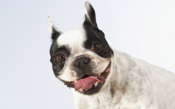 Картинка животные собаки