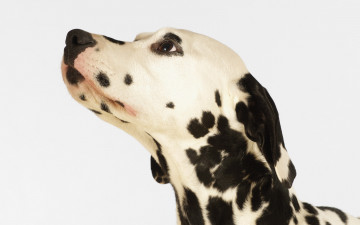 Картинка животные собаки