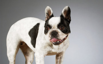 Картинка животные собаки