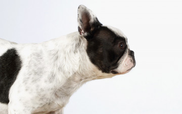 Картинка животные собаки