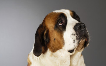 Картинка животные собаки