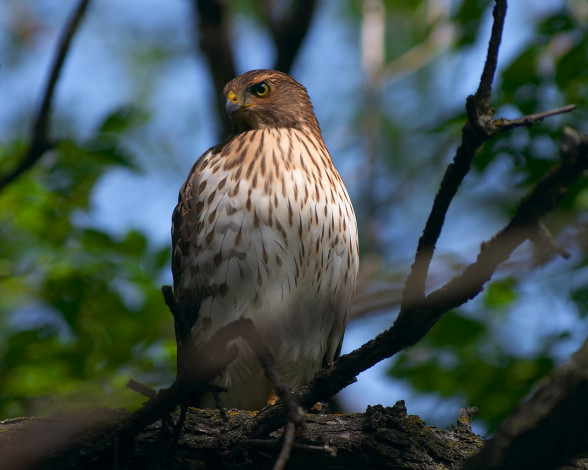Обои картинки фото животные, птицы, хищники