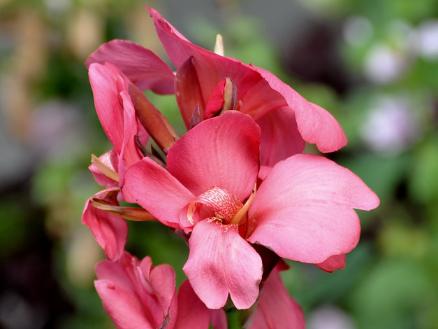 Обои картинки фото цветы