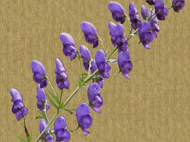 Обои картинки фото цветы