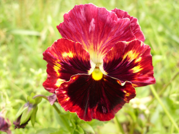 Обои картинки фото цветы, анютины, глазки, садовые, фиалки