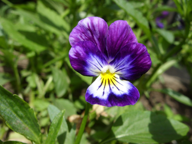 Обои картинки фото цветы, анютины, глазки, садовые, фиалки