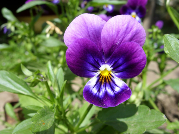 Обои картинки фото цветы, анютины, глазки, садовые, фиалки