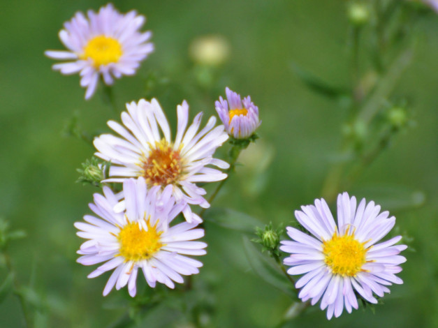 Обои картинки фото цветы, астры