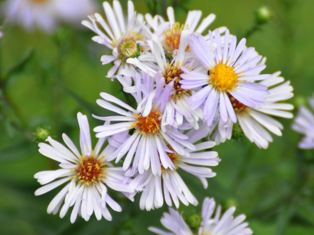 Обои картинки фото цветы, астры