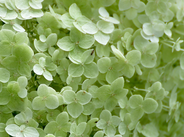 Обои картинки фото цветы, гортензия