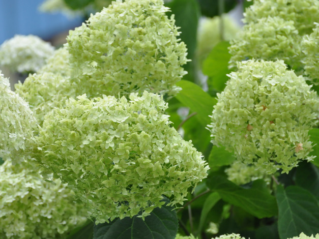 Обои картинки фото цветы, гортензия