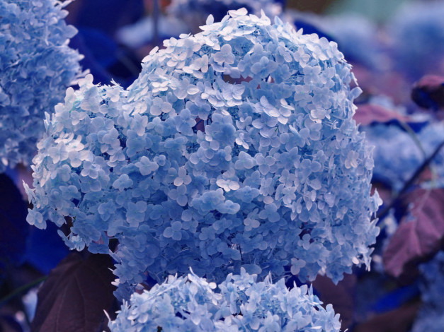 Обои картинки фото цветы, гортензия