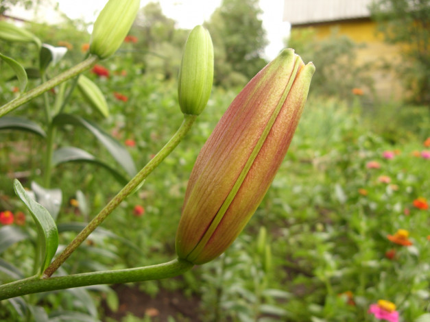 Обои картинки фото цветы, лилии, лилейники