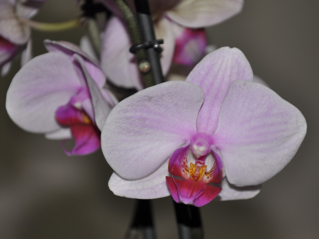 Обои картинки фото цветы, орхидеи