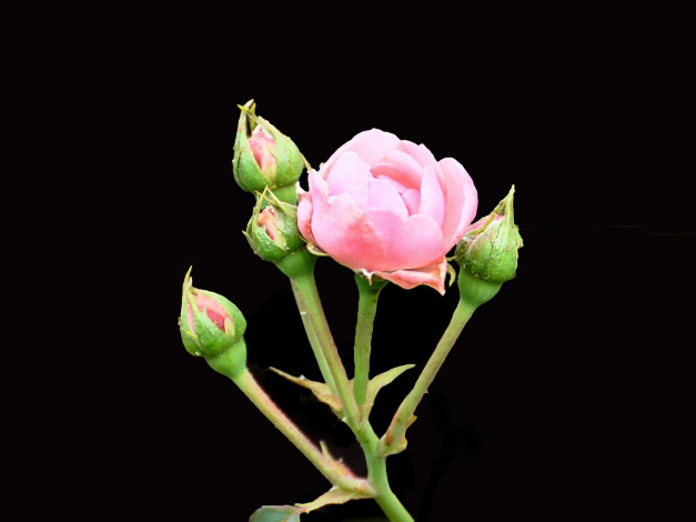 Обои картинки фото цветы, розы