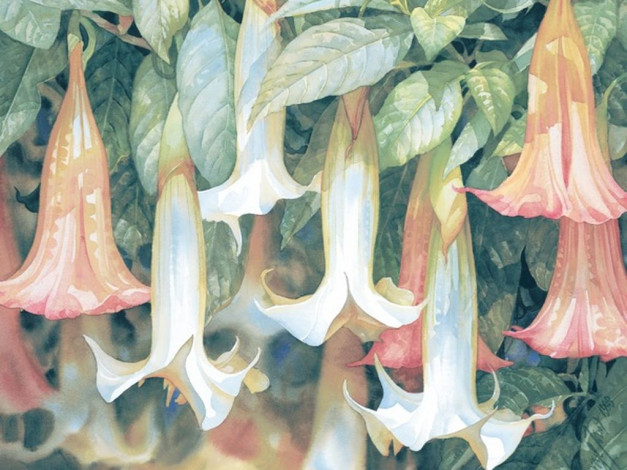 Обои картинки фото darryl, trott, рисованные