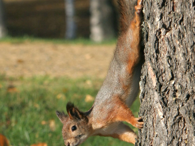Обои картинки фото животные, белки