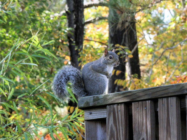 Обои картинки фото животные, белки