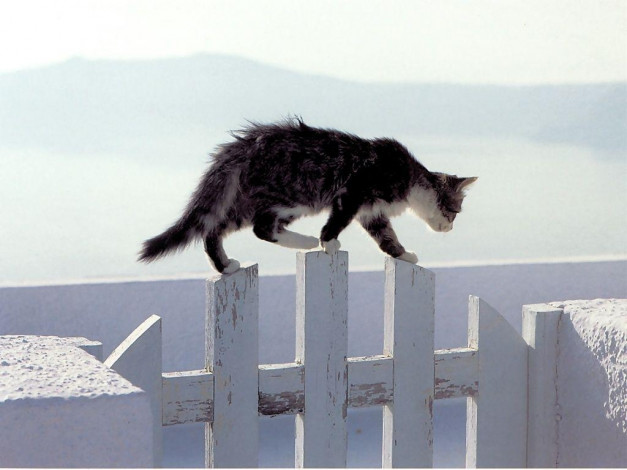 Обои картинки фото животные, коты