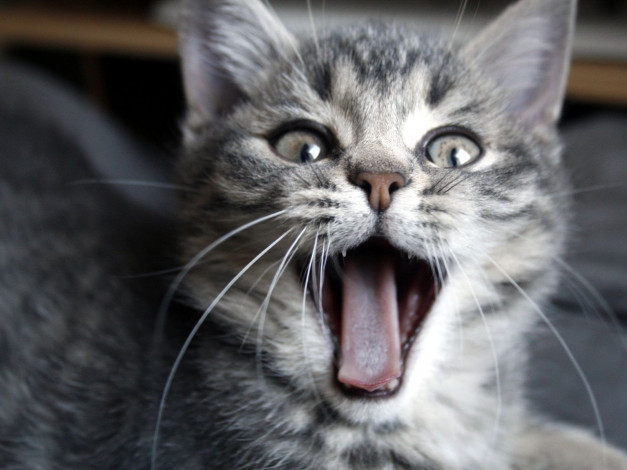 Обои картинки фото животные, коты