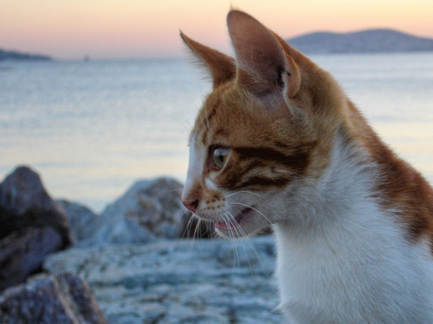 Обои картинки фото животные, коты