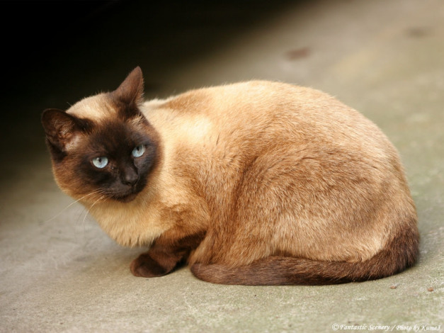 Обои картинки фото животные, коты