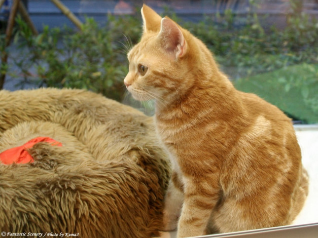 Обои картинки фото животные, коты