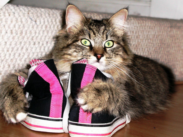 Обои картинки фото животные, коты