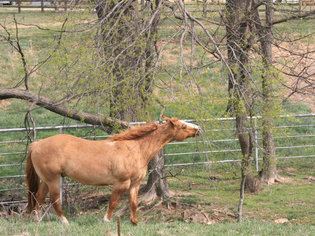 Обои картинки фото животные, лошади