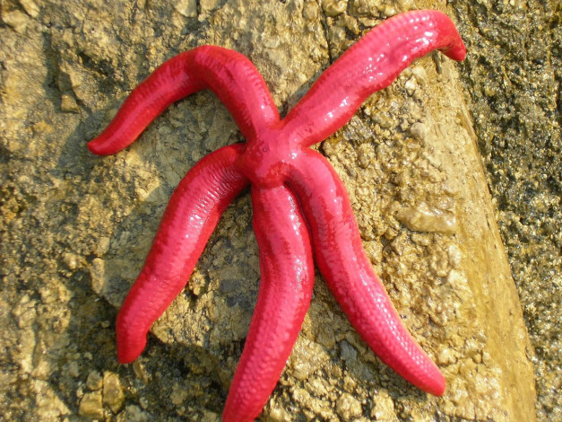 Обои картинки фото животные, морские, звёзды