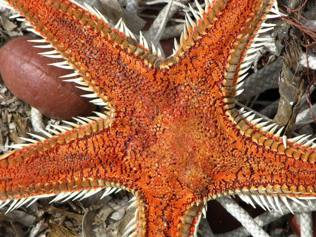 Обои картинки фото животные, морские, звёзды