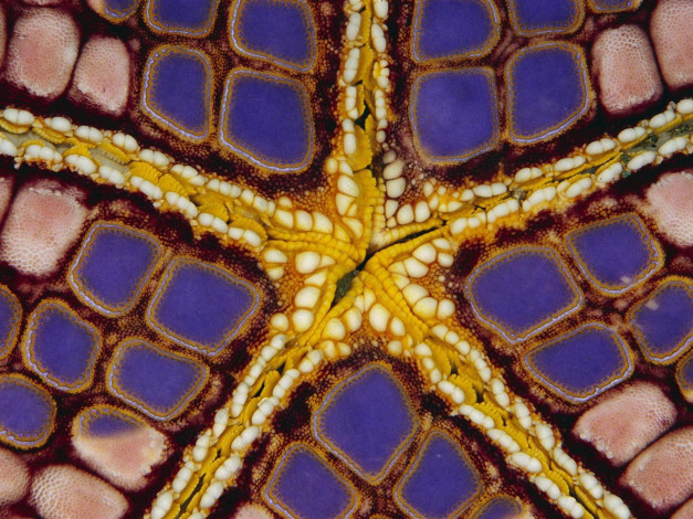 Обои картинки фото животные, морские, звёзды