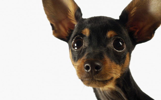 Обои картинки фото животные, собаки