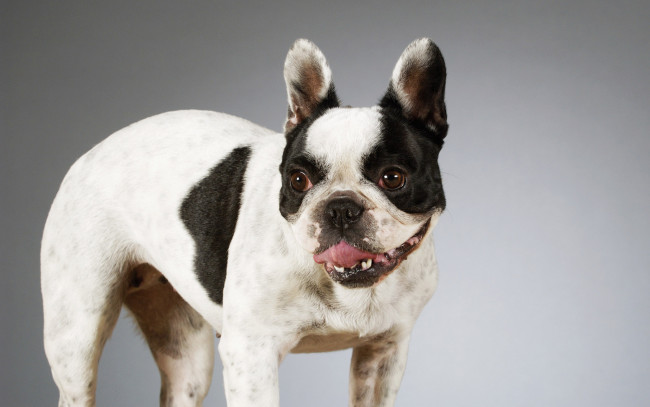 Обои картинки фото животные, собаки