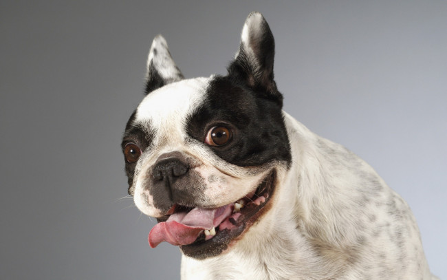 Обои картинки фото животные, собаки