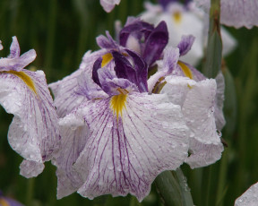 Картинка цветы ирисы капли