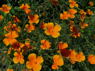 Картинка цветы эшшольция лепестки