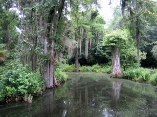 Картинка magnolia garden charleston природа деревья вода отражение