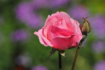 Картинка цветы розы бутоны