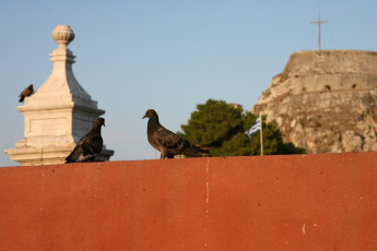 Картинка животные голуби башня