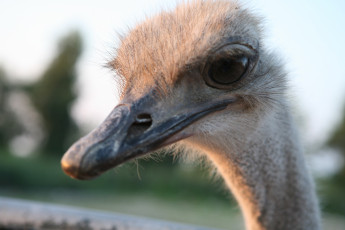 Картинка животные страусы страус